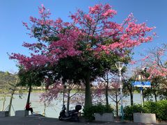 -风云岭森林公园