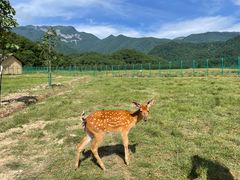 -大九湖