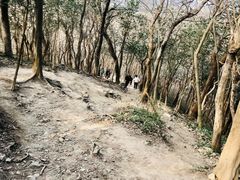 -紫金山山顶公园
