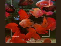 -三圣花乡旅游区