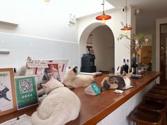 -有猫主题·治愈系猫咖(曾厝垵店)