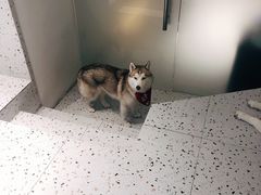 -Husky Go!哈士奇体验馆·宠物咖啡厅狗咖