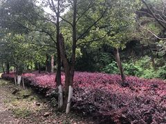 -铁山坪森林公园