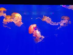 -上海海洋水族馆