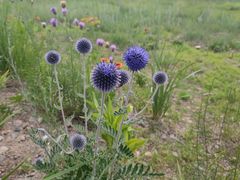 -敕勒川草原文化旅游区