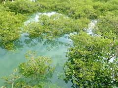 -北海金海湾红树林生态旅游区