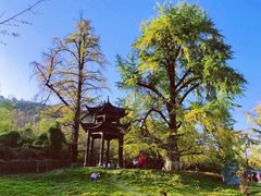 -千年银杏谷文化旅游区