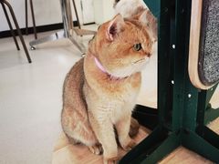 -共舞时光猫咖·狗咖(新街口店)