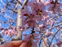-桃花堤公园