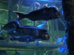 -悉尼海洋生物水族馆