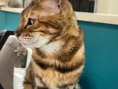 -猫小院猫主题餐厅(南锣旗舰店)
