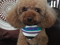 -多卡布奇宠物生活馆(上林世家店)