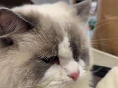 -瑞派宠物医院·24h·骨外科·皮肤科·全科宠物医疗转诊中心(沈阳浑南院)