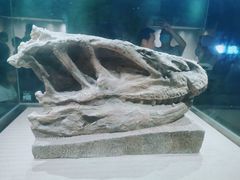 -自贡恐龙博物馆