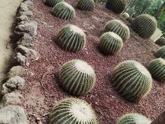 -呀路古热带植物园