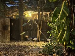 -清迈夜间动物园