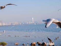 -深圳湾公园(南山区)