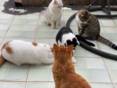 -喵屿·大理花园猫咖