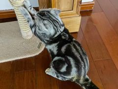 -Catmate·猫肥家润(金润铂宫店)