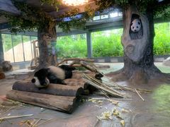 -海南热带野生动植物园