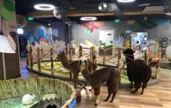 -七巧国萌宠乐园(龙湖天街店)