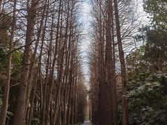 -上海滨江森林公园