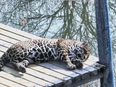 -西霞口神雕山野生动物世界