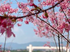 -福建鲤鱼洲酒店