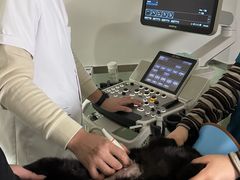 -乐派堂宠物医院·猫友好· 心脏科(东街店)