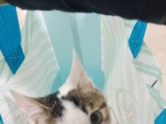 -佳雯宠物医院·皮肤科·内外科(春晓路分院)