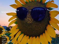 -光明小镇欢乐田园