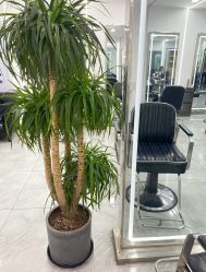 -Coo Hair salon