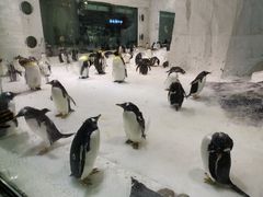 -大连圣亚海洋世界