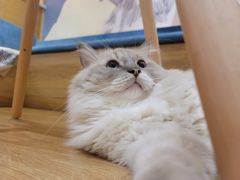 -滚猫咖啡·猫咖·猫友好撸猫(未来城店)