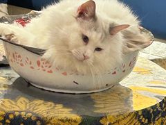 -平行世界·猫咖(首经贸店)