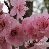 在市政府对面的金匮公园是现在赏樱最佳的地方还不要门票