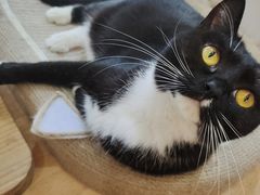 -是阿柴呀！柴犬咖啡·爱喵喵猫咖