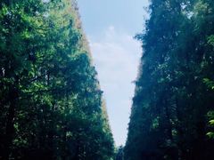 -东平国家森林公园