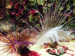 -北戴河圣蓝海洋公园