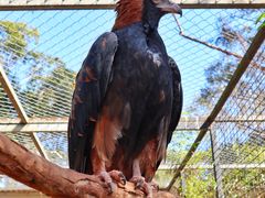 -费瑟代尔野生动物园