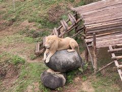 -泉州海丝野生动物世界