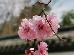 -杭州植物园