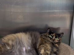 -安安宠医宠物医院·异宠·犬猫内科(岳阳分院)