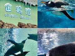 -珠海长隆海洋王国