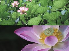 -荔湾湖公园
