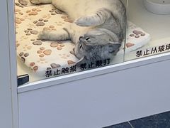 -小猫来了·猫舍(红山六九七九店)