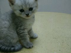 -瑞鹏宠物医院·骨科·猫科·内科(第一中心)