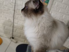 -平行世界·猫咖(首经贸店)