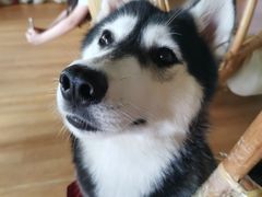 -Husky Go! 哈士奇体验馆·宠物咖啡厅狗咖