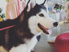 -Husky Go! 哈士奇体验馆·宠物咖啡厅狗咖